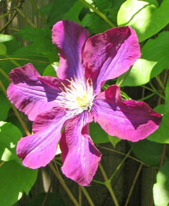 Clematis Blte